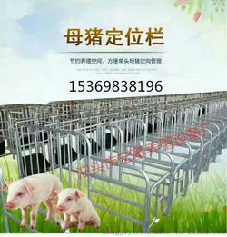 如何挑选限位栏母猪的饮水设备？