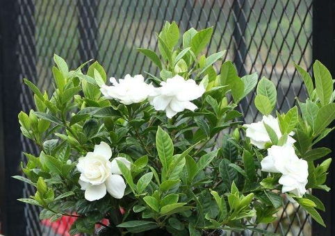 白醋兑水浇栀子花，有什么讲究？