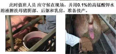 母猪接产全攻略：把握细致要点