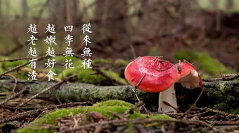 香菇棚通风技巧：选址通风佳，打造爆款种植！