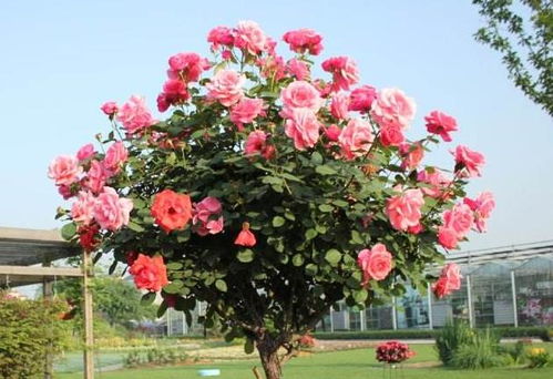 藤本月季的种植与养护