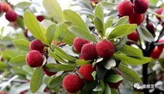 第四步：温度与湿度管理