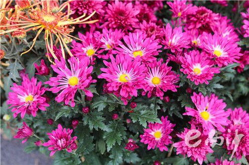 紫色菊花哪里有卖？花市、网店、花鸟市场都能找到
