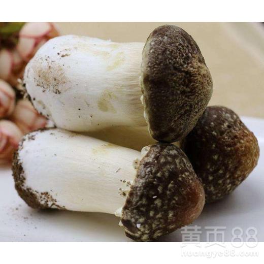 姬松茸与松茸有何区别？松茸是否有毒