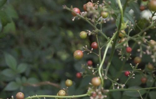 蜡梅的原产地及分布