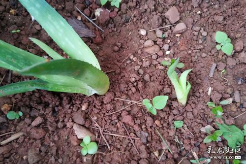 病虫害防治与施肥技巧