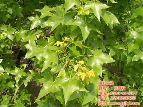 五角枫种子挑选指南：让小苗茁壮成长