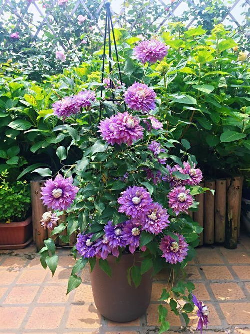 报春花：早春的使者