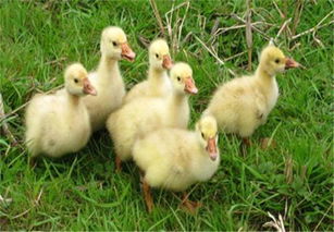 先说说 我们得了解一下草鹅的生活习性