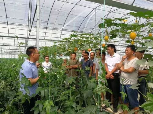 花种子出苗后如何科学管理才能让幼苗茁壮成长
