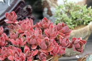 多菌灵泡藏红花，靠谱吗？