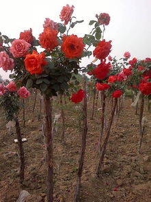 播种与培育方法