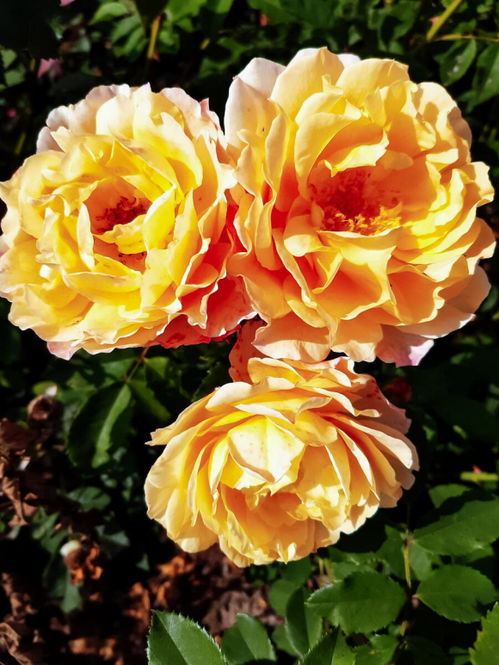 阳光世界月季， 花开花落两茫茫