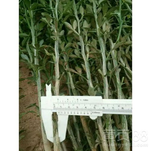 冬天的冷风里海棠花儿也嫩生根发芽？