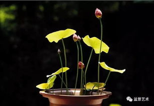 莲花盆景种植，如何选择合适的容器