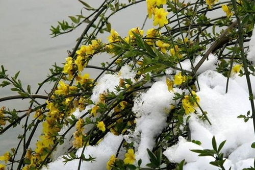 迎春花几月份开花？这种花一般能开多久呢