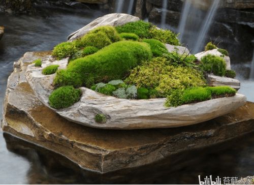 苔藓生长的适宜温度是多少度？低于这个温度会影响苔藓的生长吗