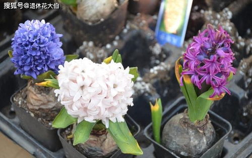 杜绝废水，开花前后施用技巧是什么