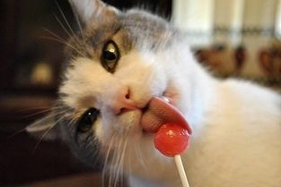 及时就医，确保猫咪平安