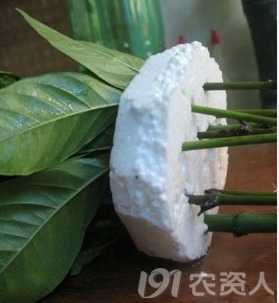 发财树插穗生根，四步轻松繁殖
