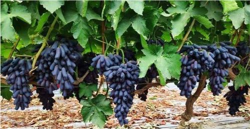 白菜：冬天里的绿宝石