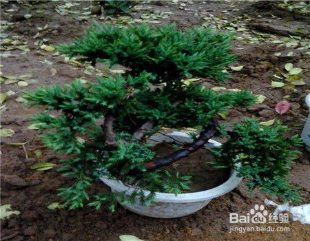 地柏盆景的养护方法