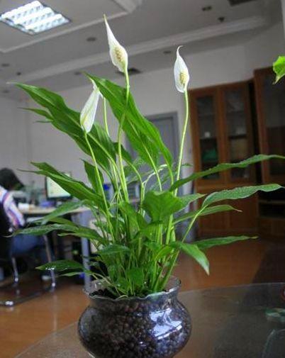 白鹤芋为什么喜欢它？光照充足