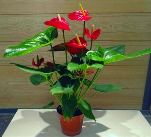 红掌花叶子发黄怎么办？是浇水过多还是施肥不足