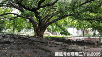 越秀公园的古树秘境