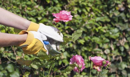 月季施肥， 磷钾元素为主