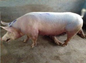 揭秘猪呕吐之谜：原因分类与防治指南
