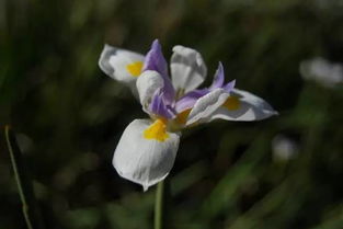 宽叶菖蒲的魅力