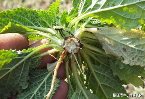 三、得了锈病怎么办？