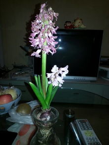 风信子大变身：一夜之间花谢了？