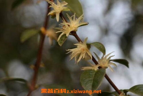 黄连：清热解毒， 林间的小卫士