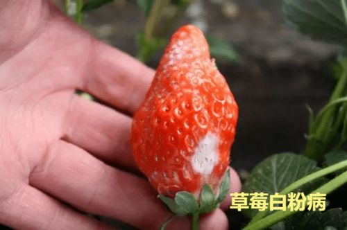 戊唑醇：强大的治疗师