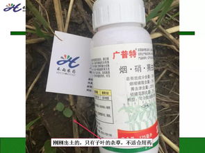 大户喜除草剂与大户乐除草剂：哪个geng实惠？