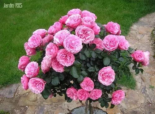 微月绿冰：美得让人心疼的绿色系月季