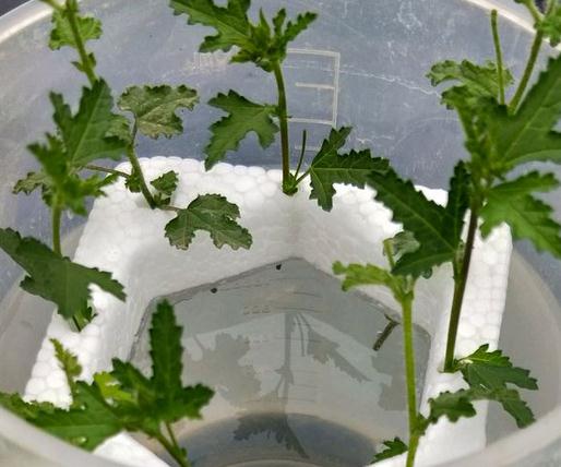 揭秘：薄荷插枝繁殖技巧与家庭种植挑战