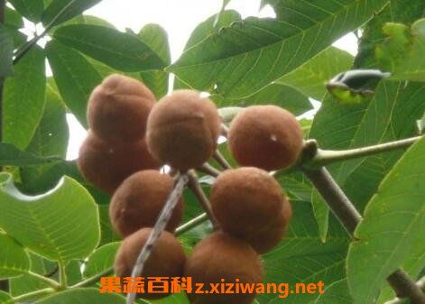 询问店员， 了解种子质量与种植方法