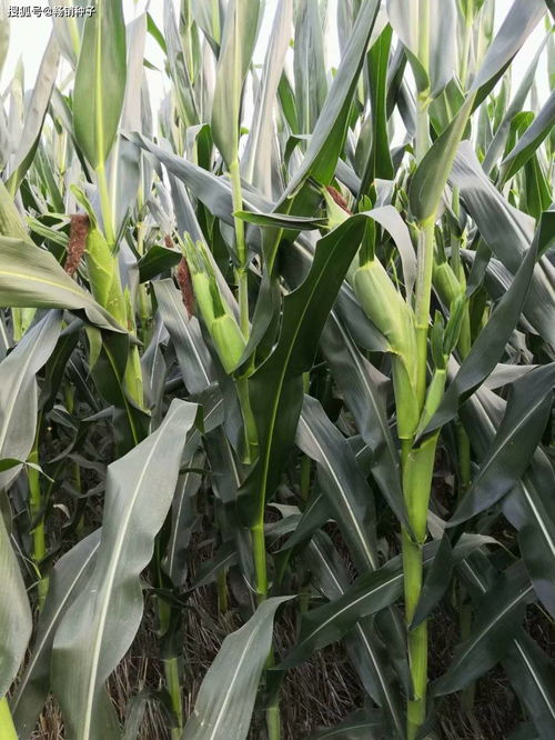 沧玉76抗锈病性Neng大揭秘