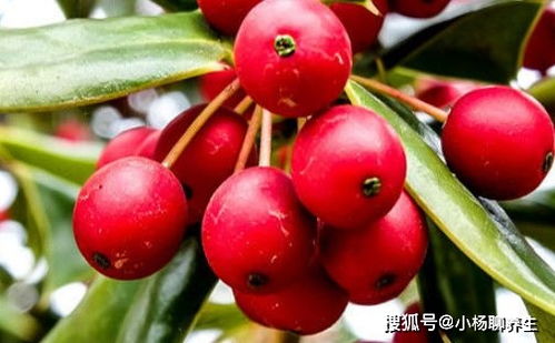 红果金栗兰喜温暖湿润，适酸性土壤