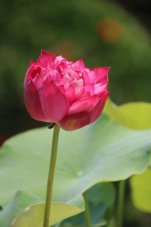 春日百花竞艳，桃花、牡丹谁更娇艳