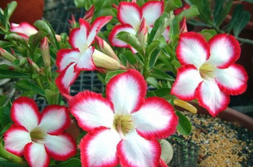 开花时间要考虑