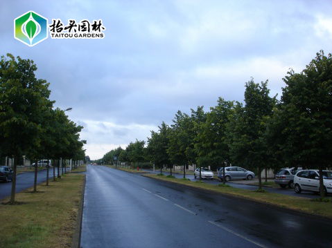 一、 适应城市特色，挑选“市花、市树”