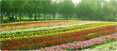 花卉养护， 春风十里不如你