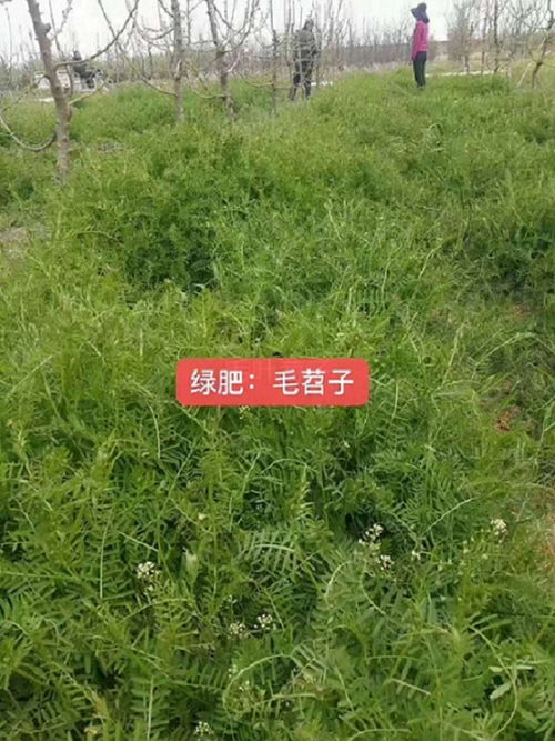 草甘膦的市场行情