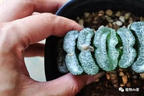 果核的坚硬外壳