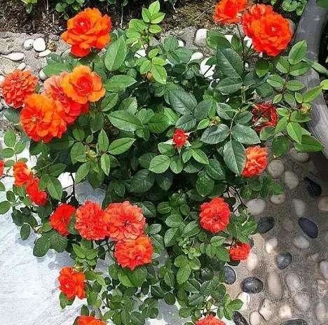 冬季休眠，施肥要谨慎