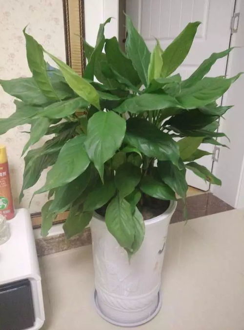 如何养护万年青，掌握哪些关键技巧才能让它茂盛生长